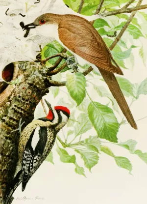 Black-Billed Cuckoo, Yellow-Bellied Sapsucker Oil painting by Louis Agassiz Fuertes