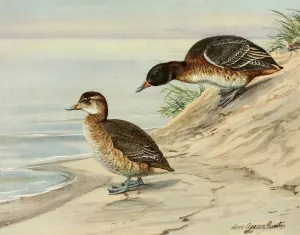 Black-Headed Duck by Louis Agassiz Fuertes Oil Painting