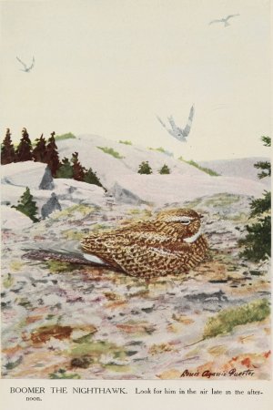 Boomer the Nighthawk by Louis Agassiz Fuertes Oil Painting
