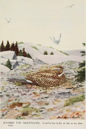 Boomer the Nighthawk by Louis Agassiz Fuertes Oil Painting