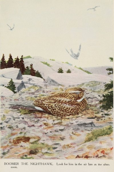 Boomer the Nighthawk  by Louis Agassiz Fuertes - Hand-Painted Oil Painting Reproduction