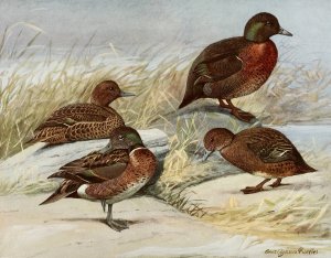 Brown Duck, Auckland Island Duck by Louis Agassiz Fuertes Oil Painting