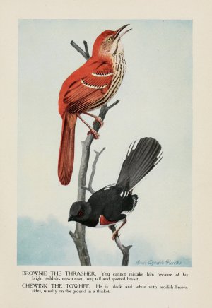 Brownie the Thrasher, Chewink the Towhee by Louis Agassiz Fuertes Oil Painting