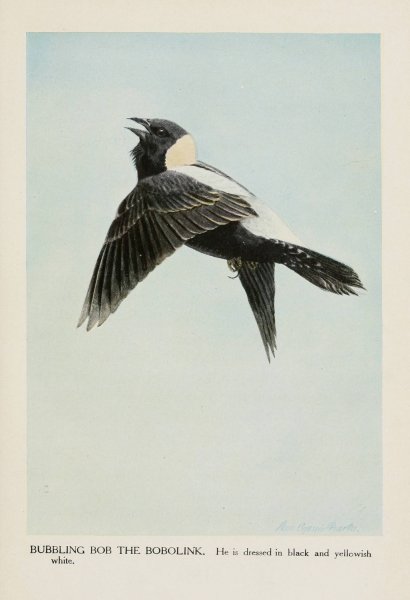 Bubbling Bob the Bobolink  by Louis Agassiz Fuertes - Hand-Painted Oil Painting Reproduction