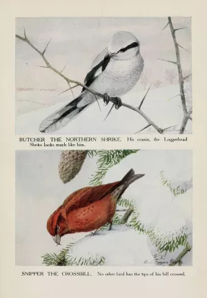 Butcher the Northern Shrike, Snipper the Crossbill Oil painting by Louis Agassiz Fuertes