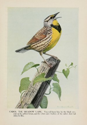 Carol the Meadow Lark by Louis Agassiz Fuertes Oil Painting