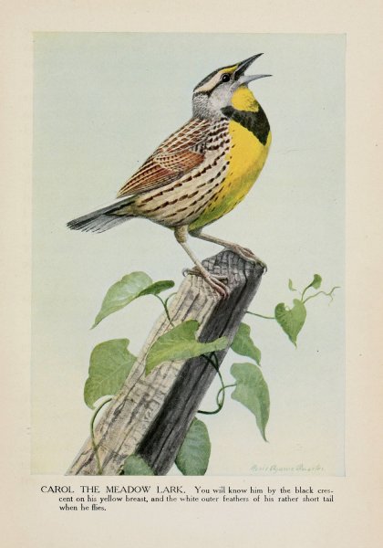 Main Product Photo of Carol the Meadow Lark  Painting by Louis Agassiz Fuertes