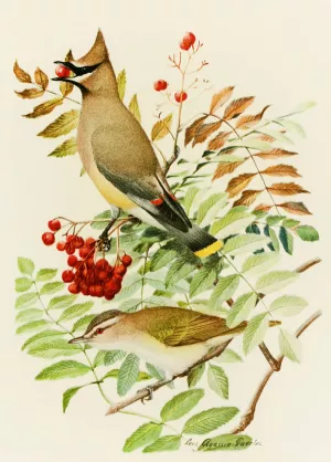 Cedar Waxwing, Red-Eyed Vireo by Louis Agassiz Fuertes Oil Painting