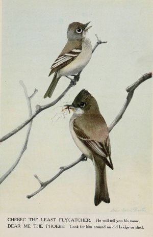 Chebec the Least Flycatcher, Dear Me the Phoebe by Louis Agassiz Fuertes Oil Painting