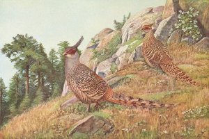 Cheer Pheasant by Louis Agassiz Fuertes Oil Painting