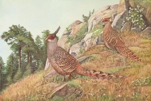 Cheer Pheasant by Louis Agassiz Fuertes Oil Painting