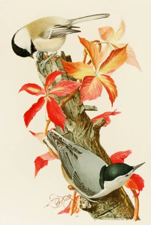 Chickadee, White-Breasted Nuthatch by Louis Agassiz Fuertes Oil Painting