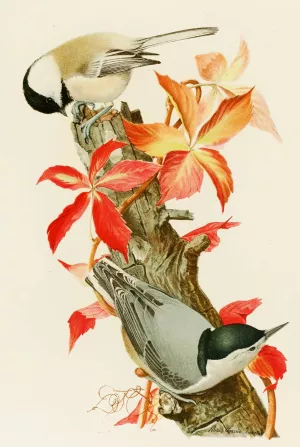 Chickadee, White-Breasted Nuthatch by Louis Agassiz Fuertes Oil Painting