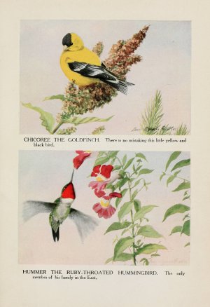 Chicoree the Goldfinch, Hummer the Ruby-throated Hummingbird by Louis Agassiz Fuertes Oil Painting