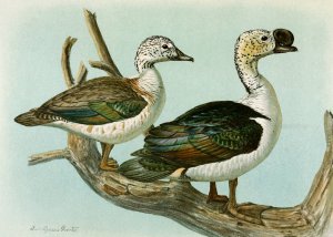 Comb or Knob-Billed Duck by Louis Agassiz Fuertes Oil Painting