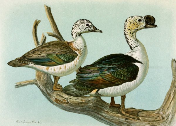 Comb or Knob-Billed Duck  by Louis Agassiz Fuertes - Hand-Painted Oil Painting Reproduction