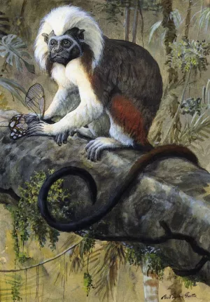 Cotton-Topped Tamarin by Louis Agassiz Fuertes - Oil Painting Reproduction