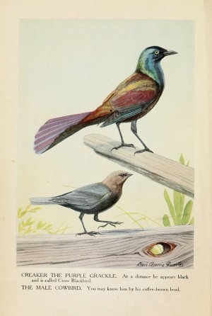 Creaker the Purple Grackle, and the Male Cowbird by Louis Agassiz Fuertes Oil Painting