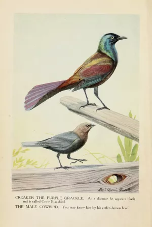 Creaker the Purple Grackle, and the Male Cowbird by Louis Agassiz Fuertes Oil Painting
