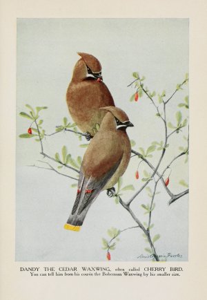 Dandy the Cedar Waxwing by Louis Agassiz Fuertes Oil Painting