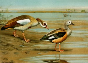 Egyptian Goose, Orinoco Goose by Louis Agassiz Fuertes Oil Painting