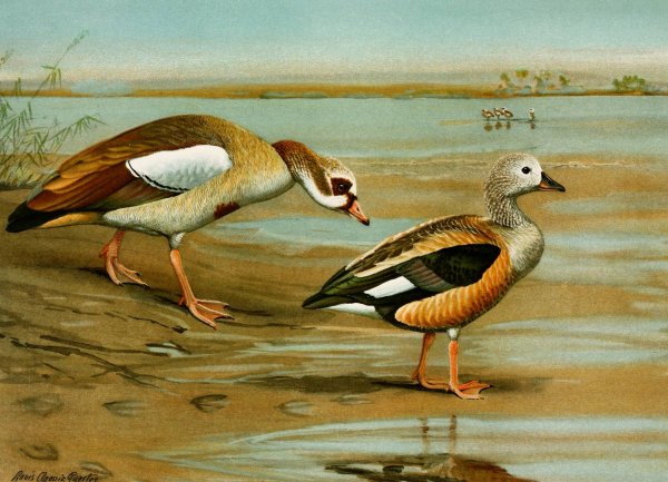 Main Product Photo of Egyptian Goose, Orinoco Goose  Painting by Louis Agassiz Fuertes