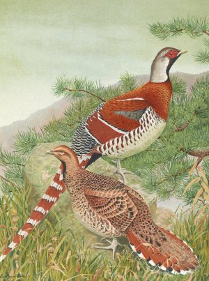 Elliot's Pheasant by Louis Agassiz Fuertes Oil Painting