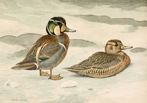Formosan Teal by Louis Agassiz Fuertes Oil Painting