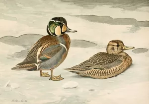 Formosan Teal by Louis Agassiz Fuertes Oil Painting