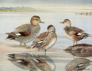 Gadwall, Coues's Gadwall by Louis Agassiz Fuertes Oil Painting