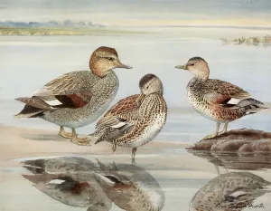 Gadwall, Coues's Gadwall Oil painting by Louis Agassiz Fuertes
