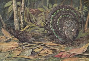 Germain's Peacock Pheasant by Louis Agassiz Fuertes Oil Painting