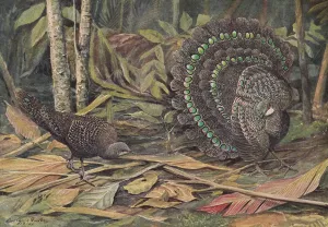 Germain's Peacock Pheasant by Louis Agassiz Fuertes Oil Painting
