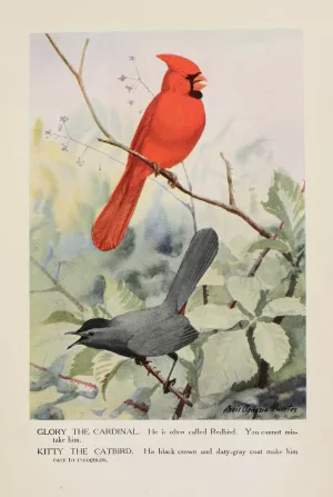 Glory the Cardinal, Kitty the Catbird by Louis Agassiz Fuertes Oil Painting