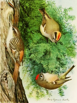 Golden-Crowned Kinglet, Ruby-Crowned Kinglet, Brown Creeper by Louis Agassiz Fuertes Oil Painting
