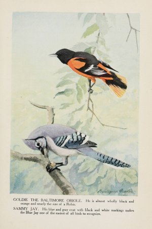 Goldie the Baltimore Oriole, Sammy Jay by Louis Agassiz Fuertes Oil Painting
