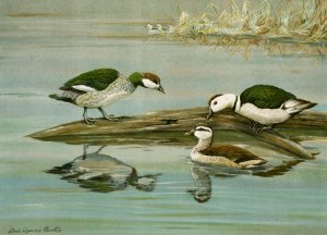 Green Pygmy Goose, Indian Pygmy Goose by Louis Agassiz Fuertes Oil Painting