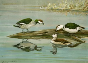 Green Pygmy Goose, Indian Pygmy Goose by Louis Agassiz Fuertes Oil Painting