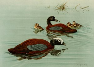 Hartlaub's Teal by Louis Agassiz Fuertes Oil Painting