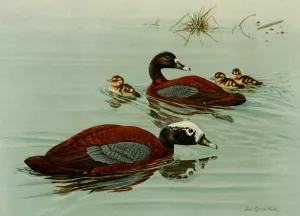 Hartlaub's Teal by Louis Agassiz Fuertes Oil Painting