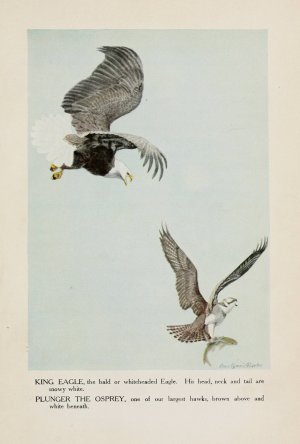 King Eagle, Plunger the Osprey by Louis Agassiz Fuertes Oil Painting