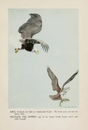 King Eagle, Plunger the Osprey by Louis Agassiz Fuertes Oil Painting