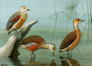 Lesser Whistling Teal, Wandering Tree Duck, Fulvous Tree Duck by Louis Agassiz Fuertes Oil Painting