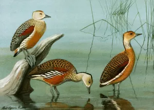 Lesser Whistling Teal, Wandering Tree Duck, Fulvous Tree Duck by Louis Agassiz Fuertes Oil Painting