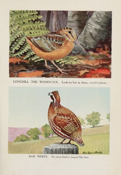 Longbill the Woodcock, Bob White  by Louis Agassiz Fuertes - Hand-Painted Oil Painting Reproduction