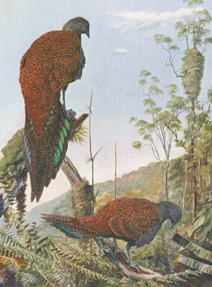 Malay Bronze-Tailed Peacock Pheasant Oil painting by Louis Agassiz Fuertes