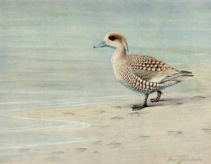 Marbled Duck Oil painting by Louis Agassiz Fuertes
