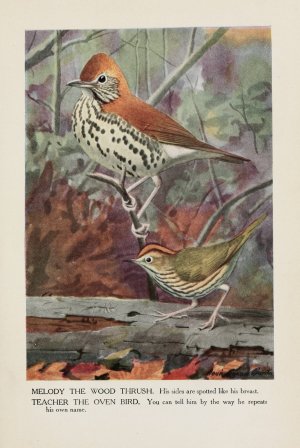 Melody the Wood Thrush, Teacher the Oven Bird Oil painting by Louis Agassiz Fuertes