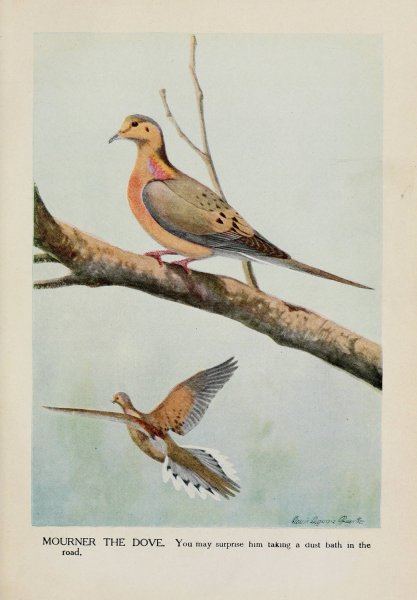 Main Product Photo of Mourner the Dove  Painting by Louis Agassiz Fuertes