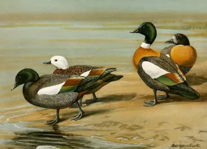 New Zealand Sheldrake, Australian Sheldrake Oil painting by Louis Agassiz Fuertes